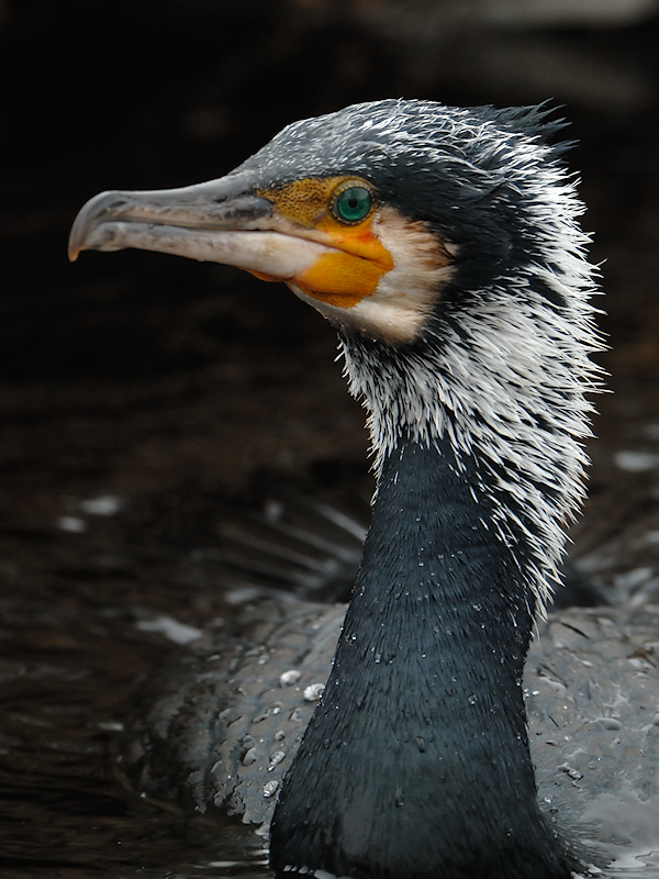 Aalscholver, Phalacrocorax carbo
