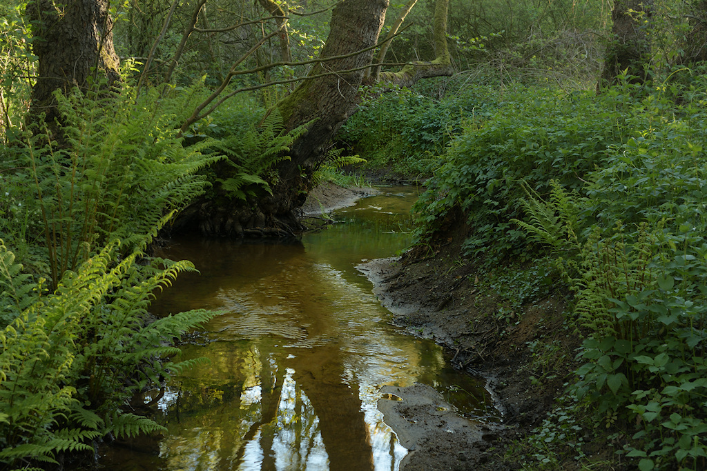 Meanderende Anlo�rdiepje in het bos Burgvallen