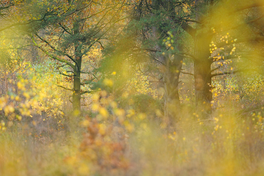 Herfstimpressie