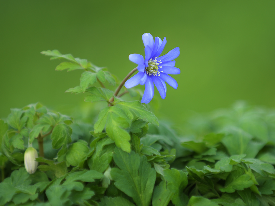 Een enkele bloem van de Blauwe Anemoon