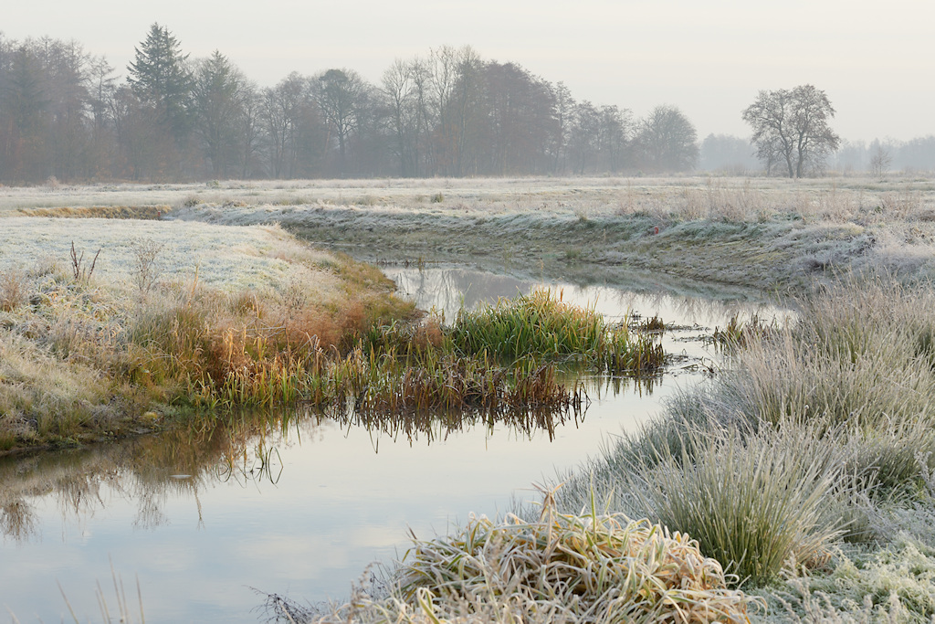 Natuurontwikkeling in het westelijke deel van de Hemrikkerscharren