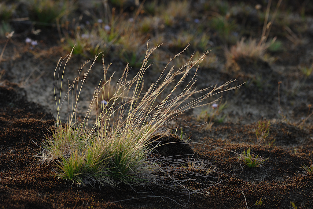 Borstelgras, Nardus stricta
