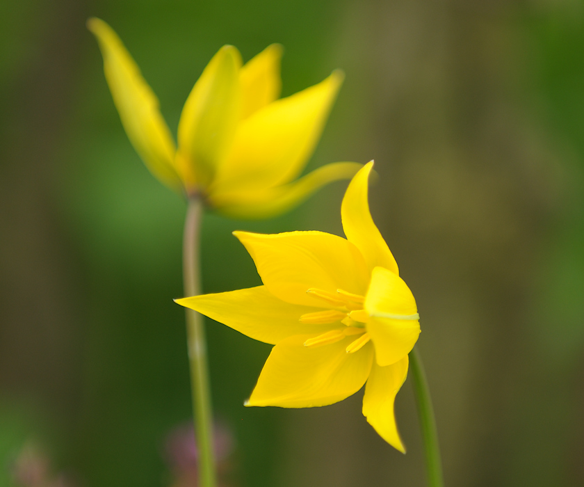 Bostulp, Tulipa sylvestris