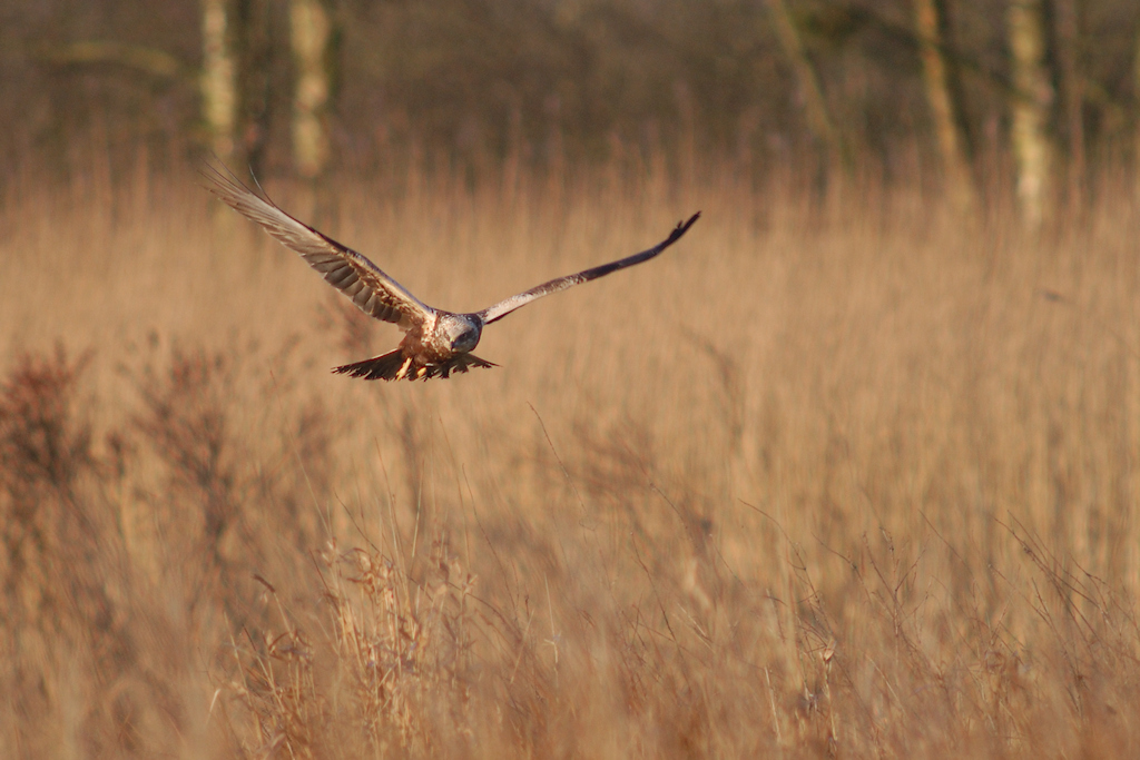Bruine Kiekendief, Circus aeruginosus