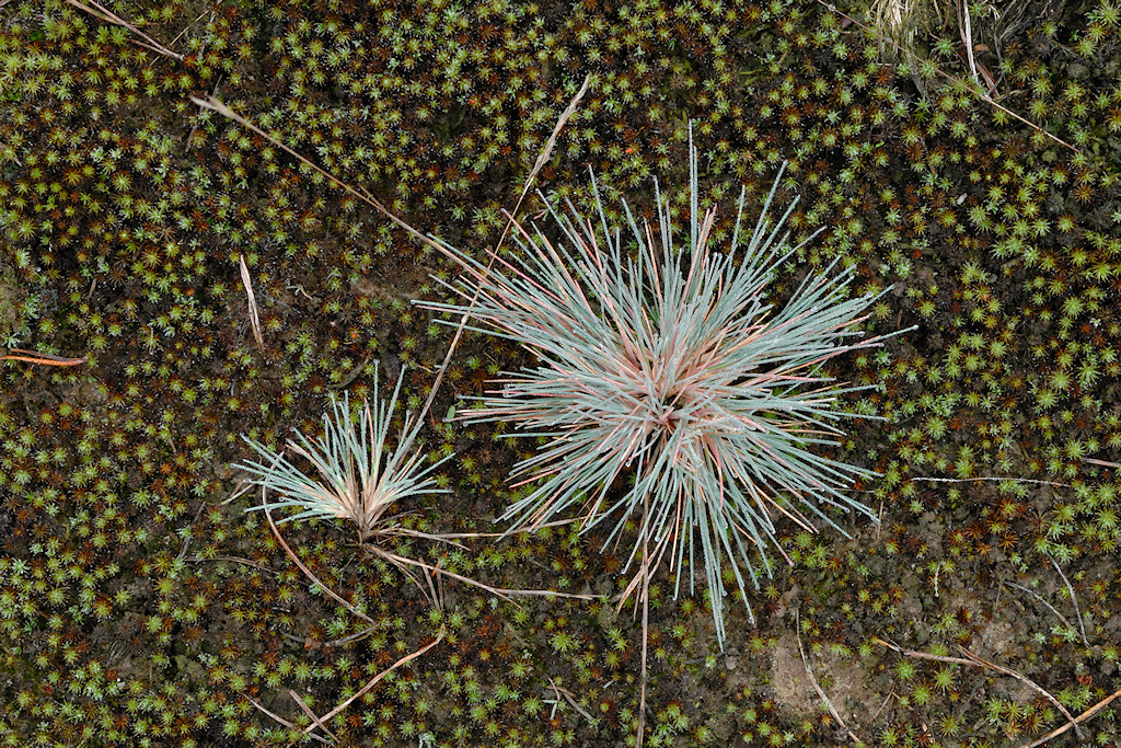 Buntgras, Corynephorus canescens