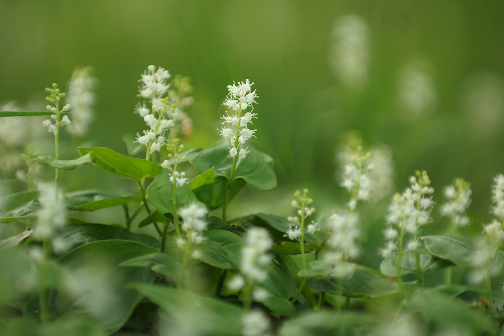 Dalkruid, Maianthemum bifolium