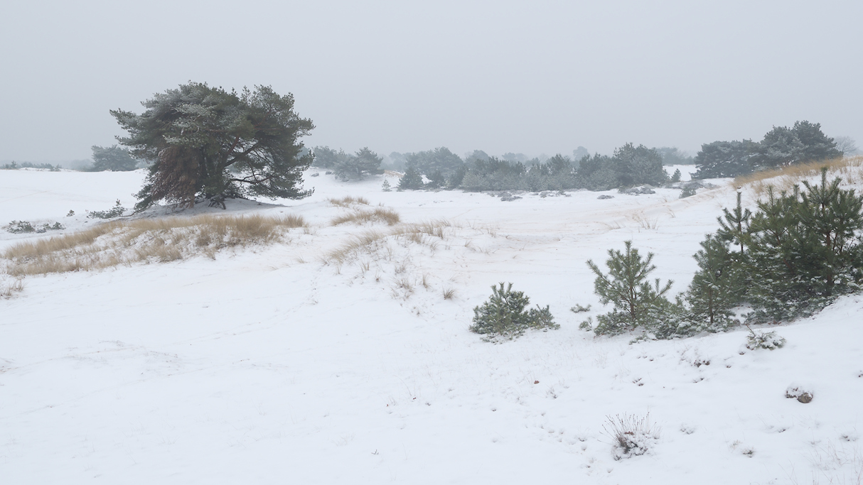Winter op het Aekingerzand