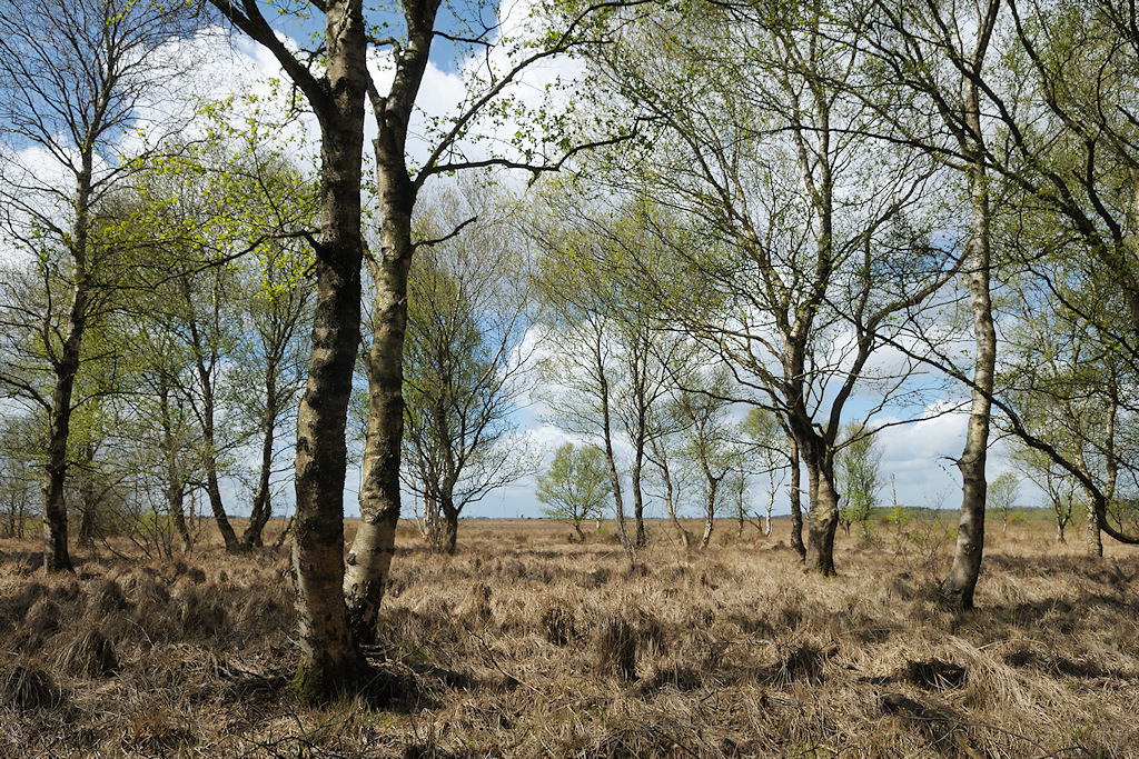 Uitgegroeide Berken