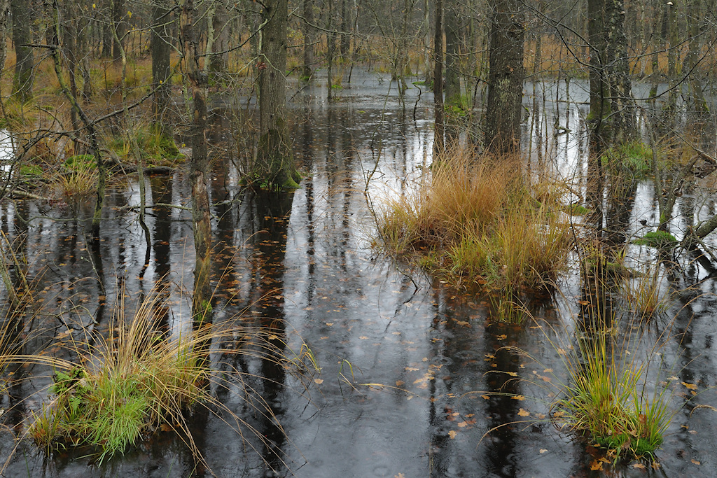 Ondergelopen bos, project Dutch Crane Resort