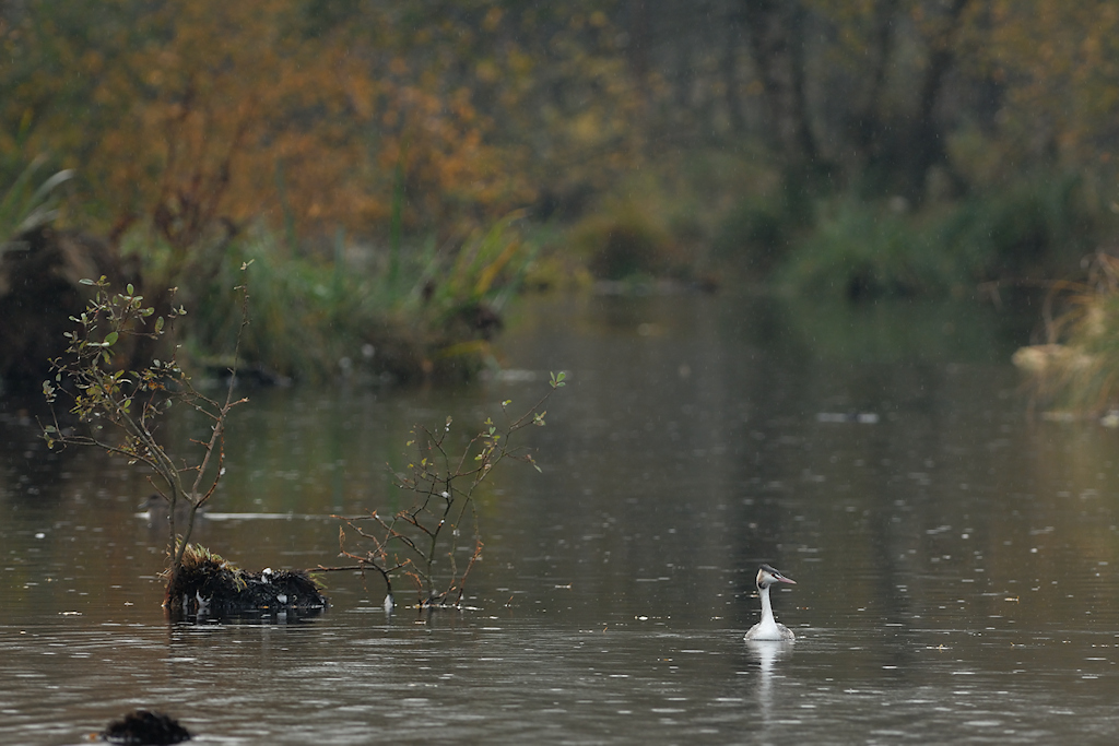 Fuut in herfstlandschap
