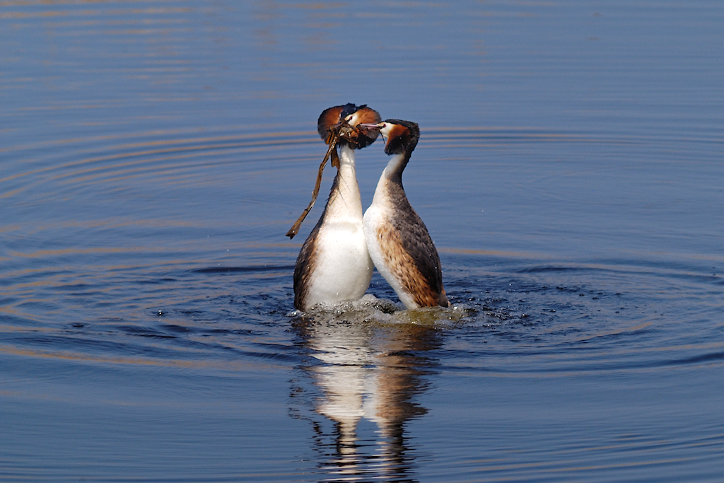 Baltsende Futen doen de Pingu�ndans