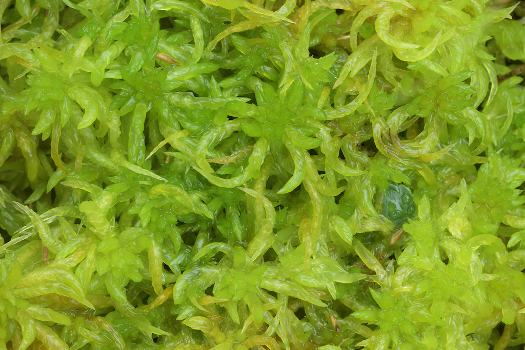 Geoord veenmos, Sphagnum denticulatum