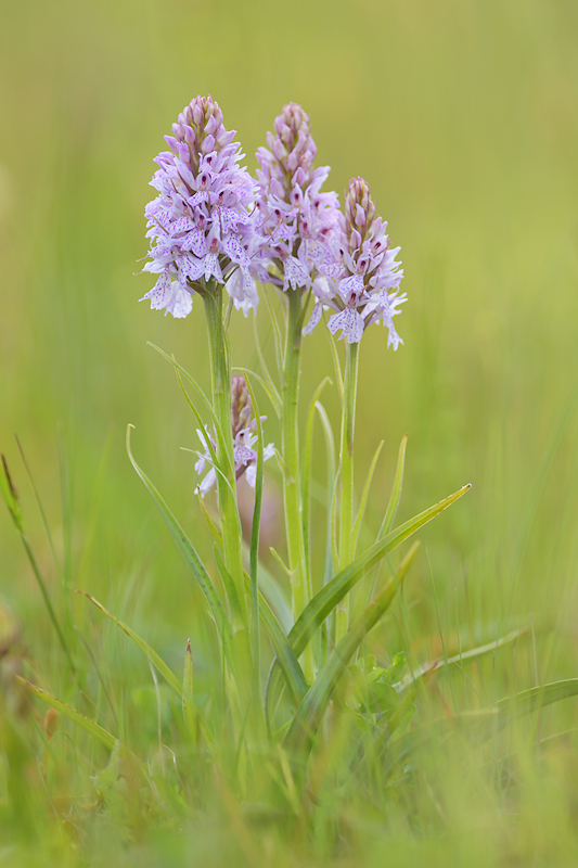 Gevlekte Orchis, Dactylorhiza maculata