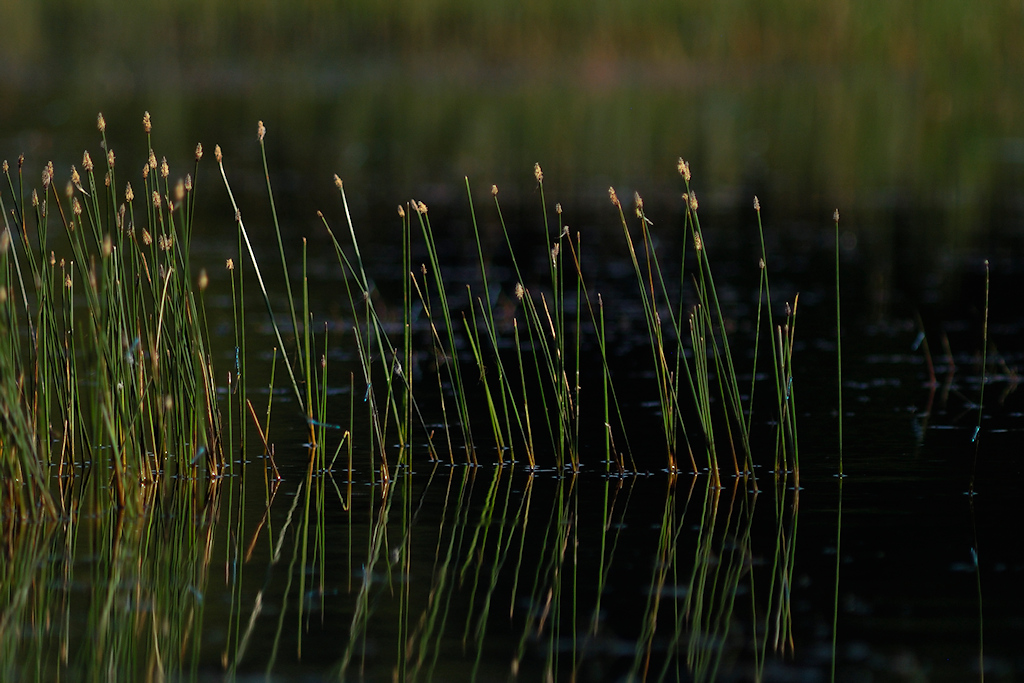Gewone Waterbies, Eleocharis palustris