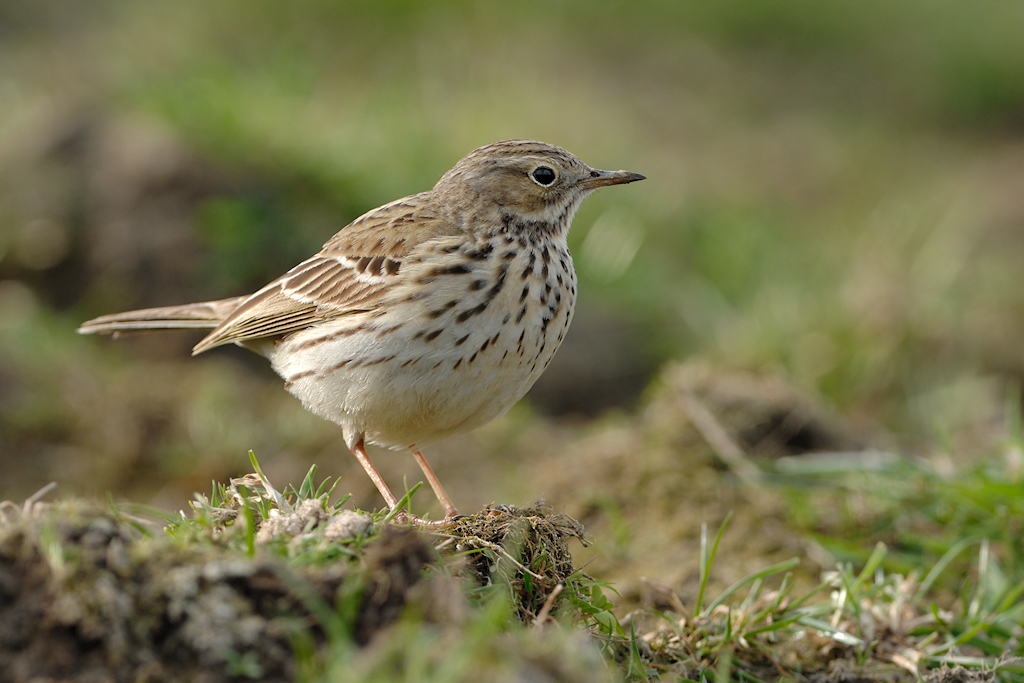 Graspieper, Anthus pratensis