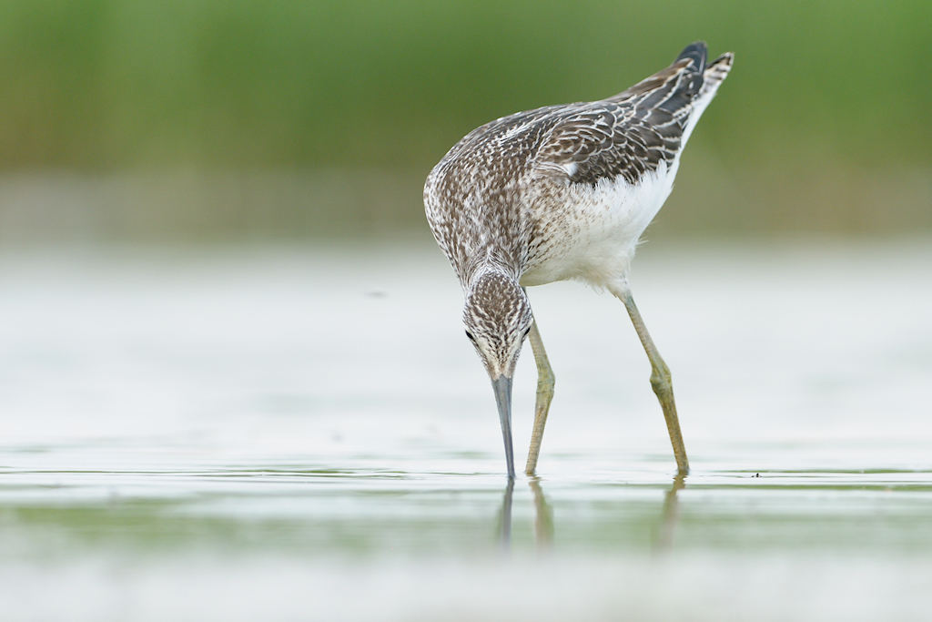 Foeragerende Groenpootruiter, Tringa nebularia