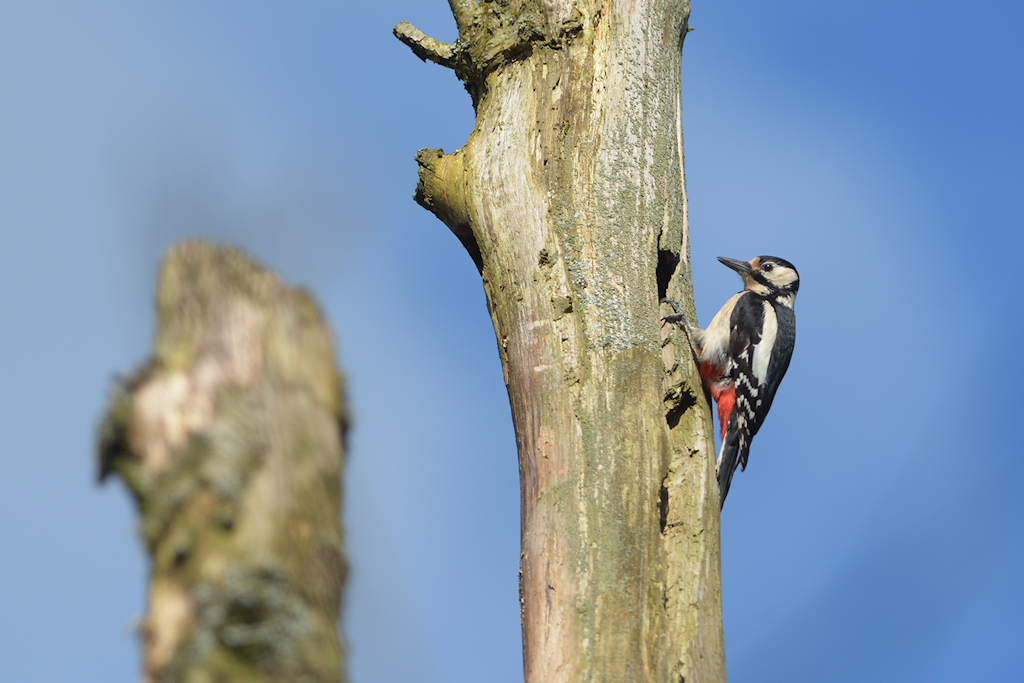 Grote bonte specht, Dendrocopos major