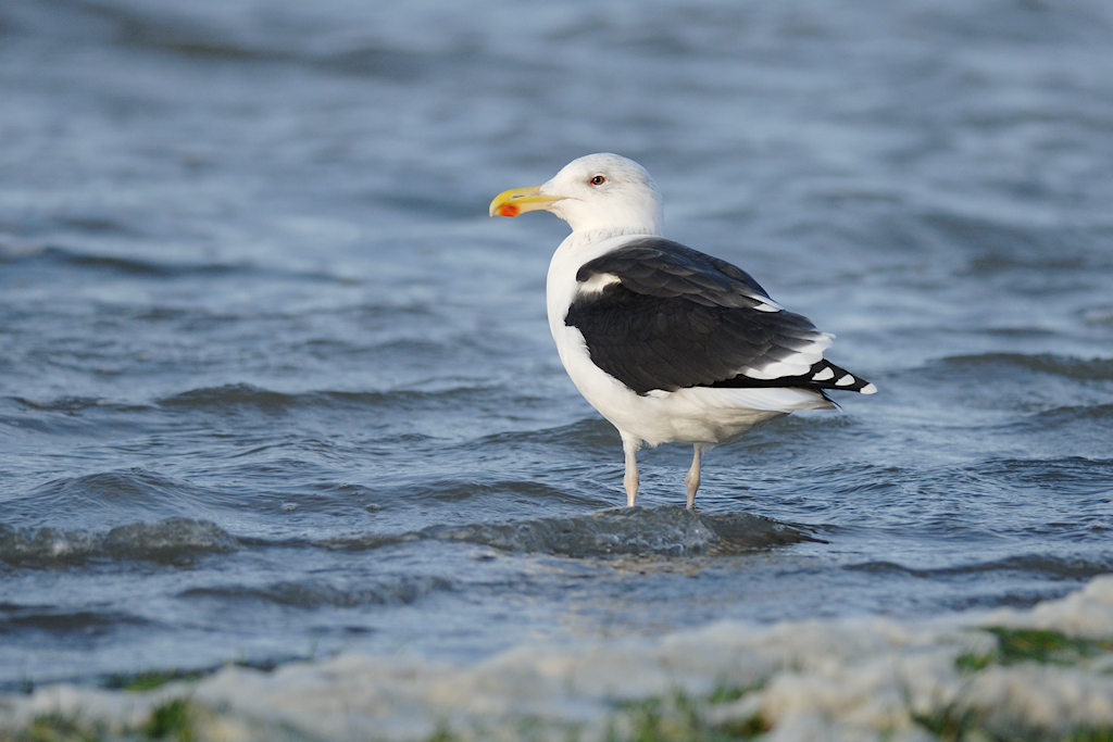 Grote Mantelmeeuw, Larus marinus