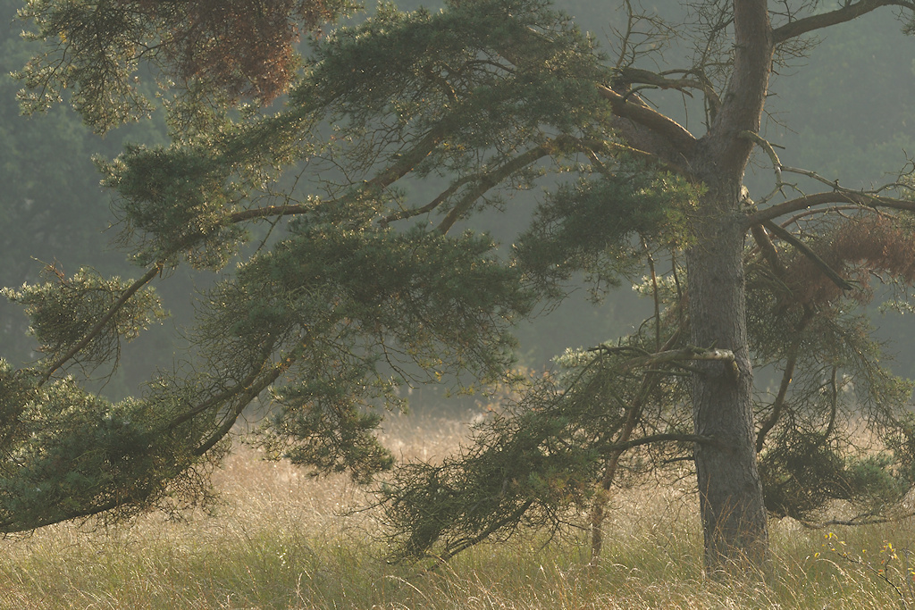 Grove den, Pinus sylvestris