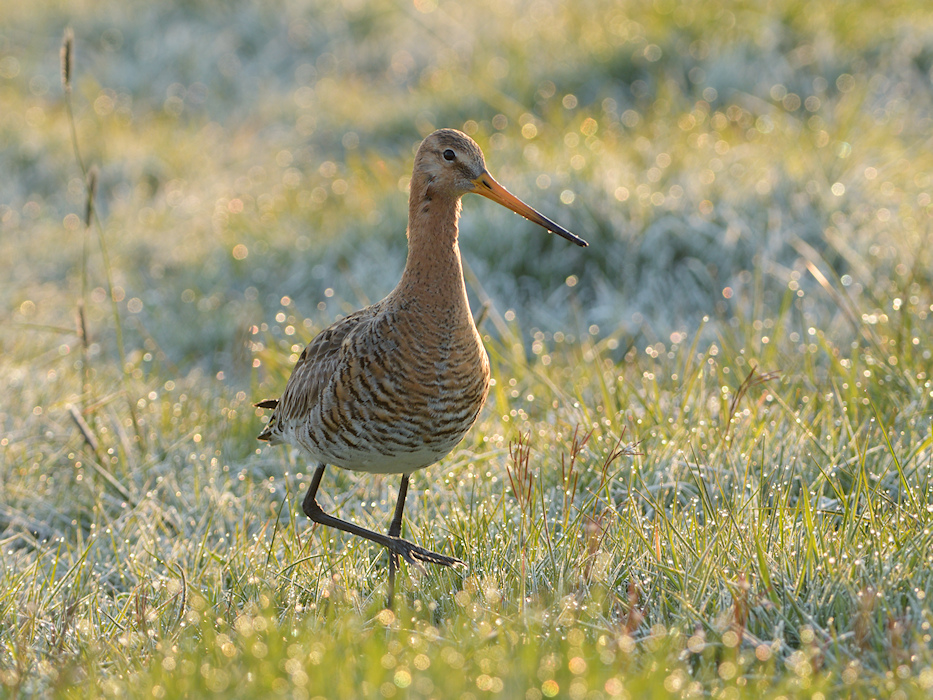 Grutto in het bedauwde gras