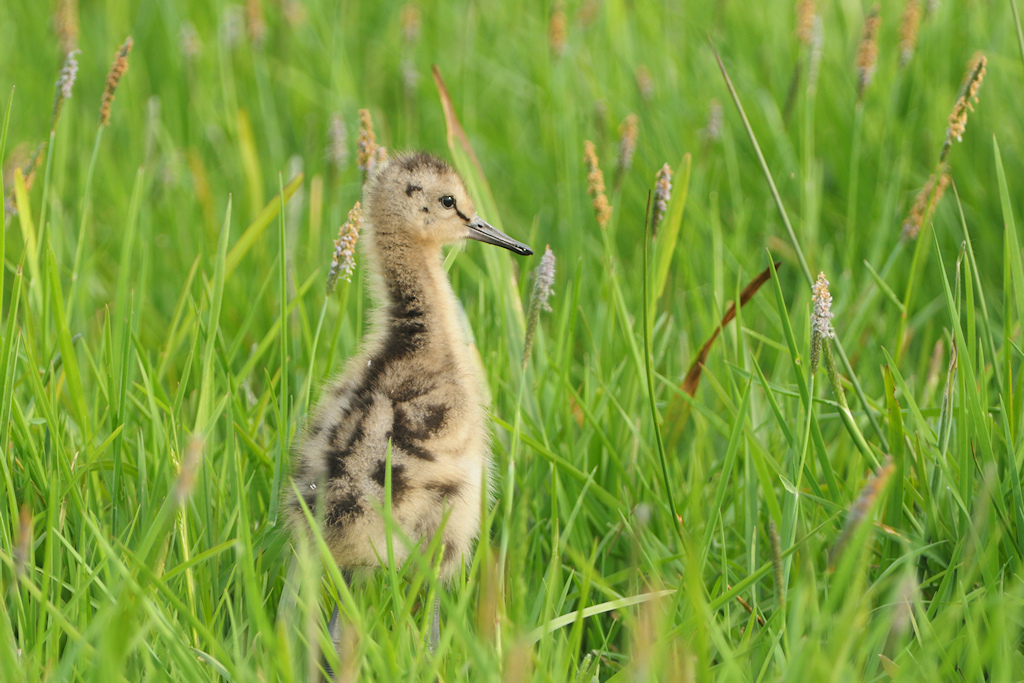 Grutto kuiken in het Gras