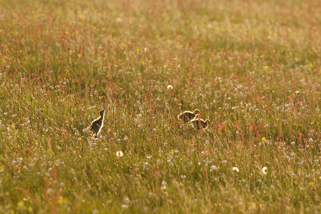 Grutto kuikens foerageren in een bloemrijk grasland