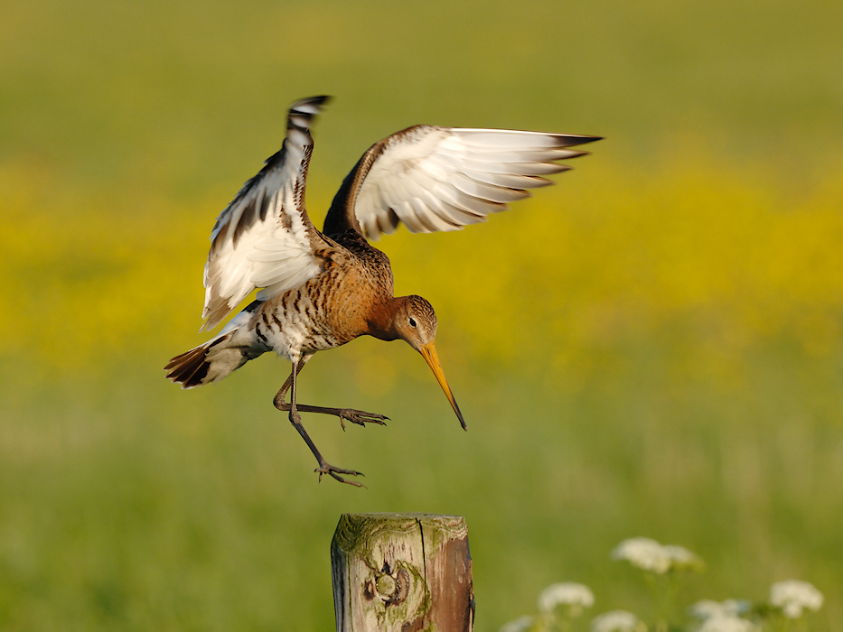 Grutto maakt een landing op een paal