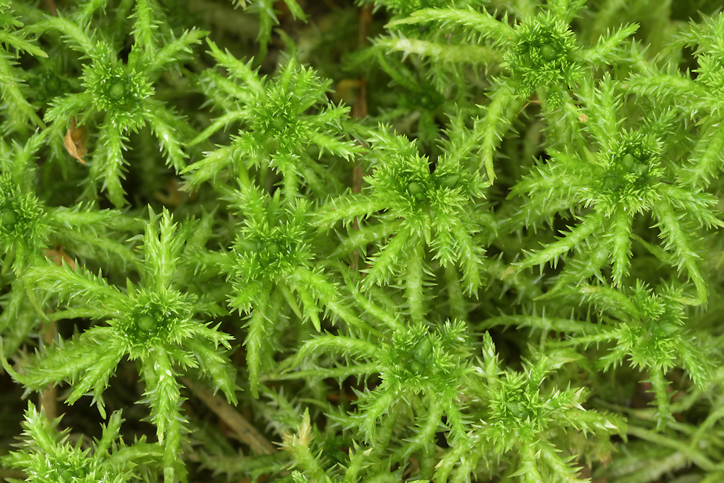 Haakveenmos, Sphagnum squarrosum
