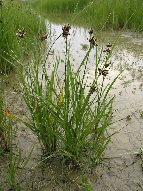 Heen, Bolboschoenus maritimus