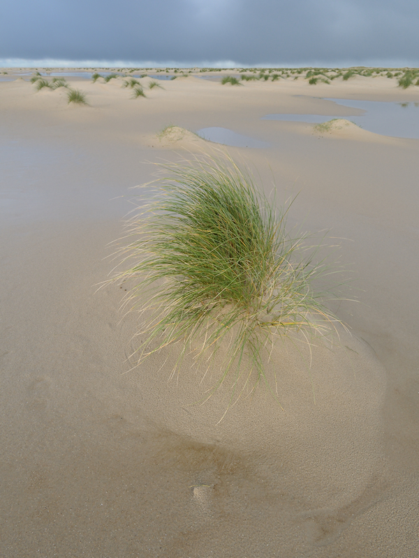 Helm, Ammophila arenaria
