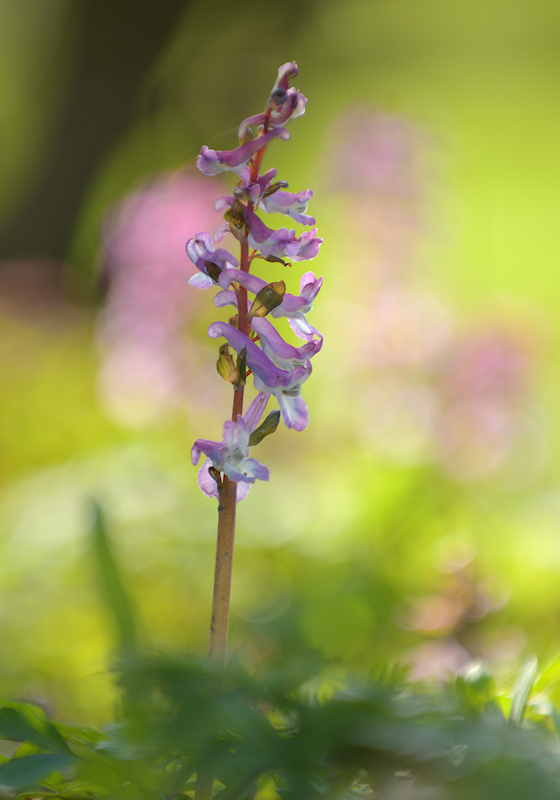Holwortel, Corydalis cava, syn. Corydalis bulbosa