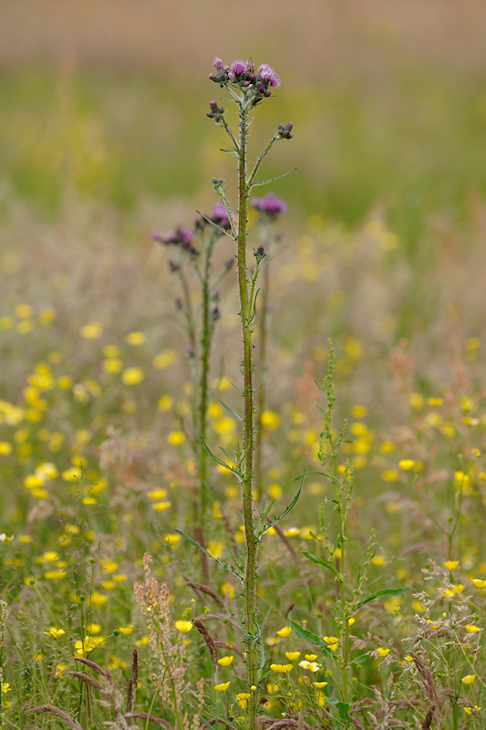 Kale Jonker, Cirsium palustre