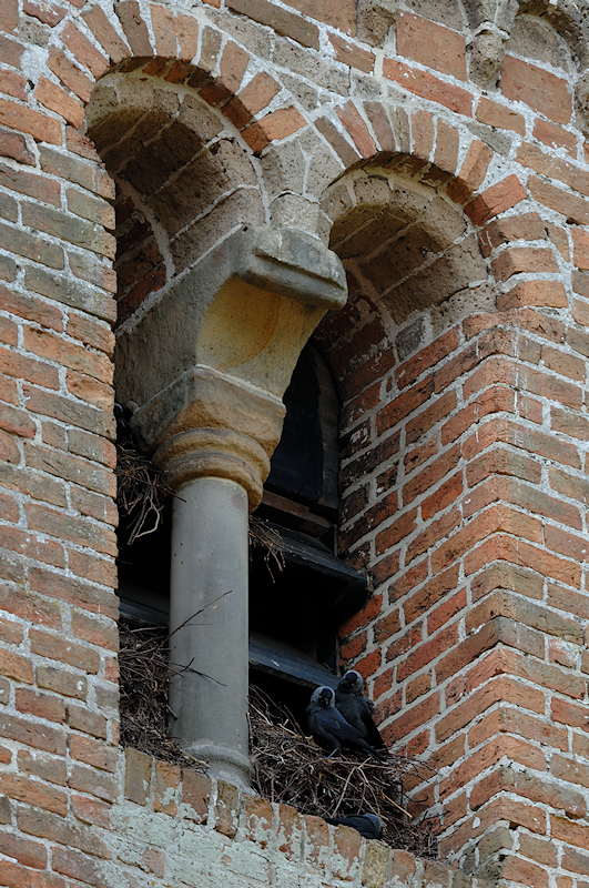 Broedende Kauwen in het galmgat van de kerktoren van Vries