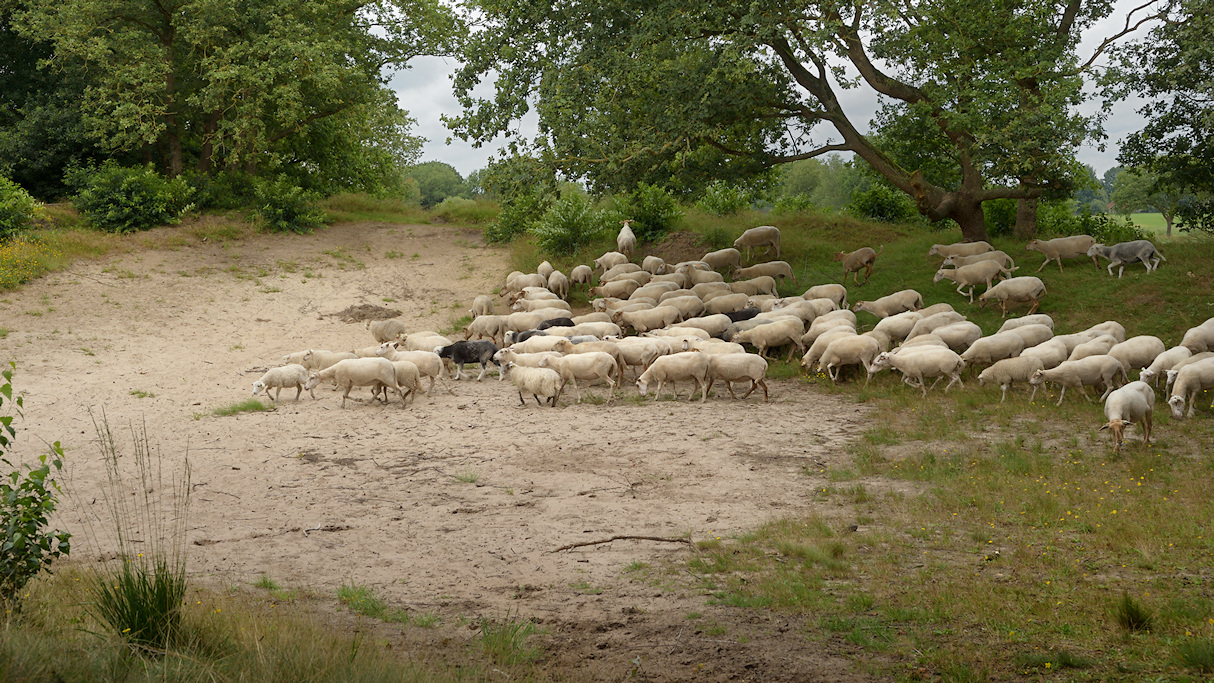 Grote Kiekenberg, een rivierduin in het dal van de Tjonger