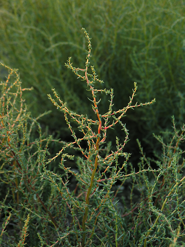 Klein schorrenkruid, Suaeda maritima
