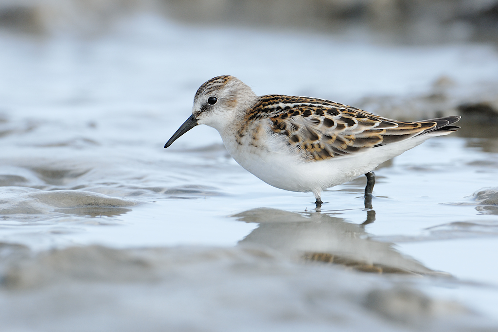 Kleine strandloper, Calidris minuta