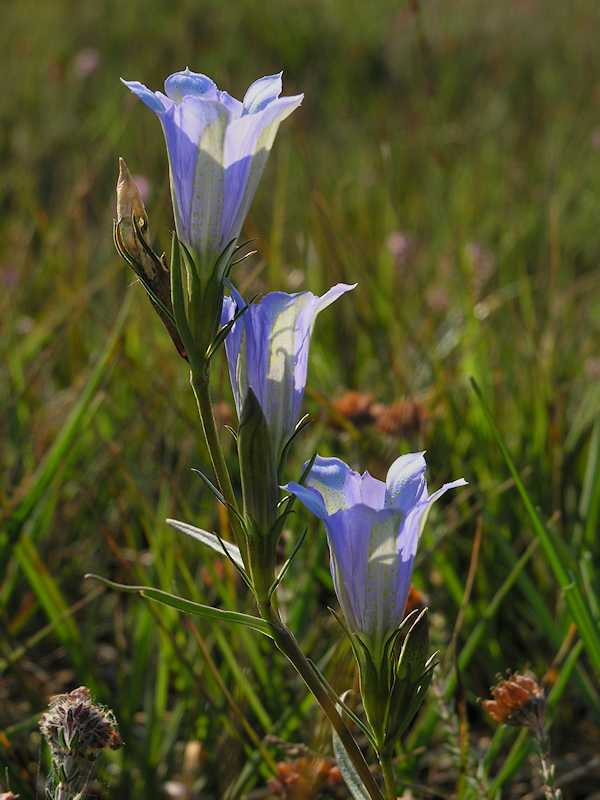 Klokjesgentiaan, Gentiana pneumonanthe