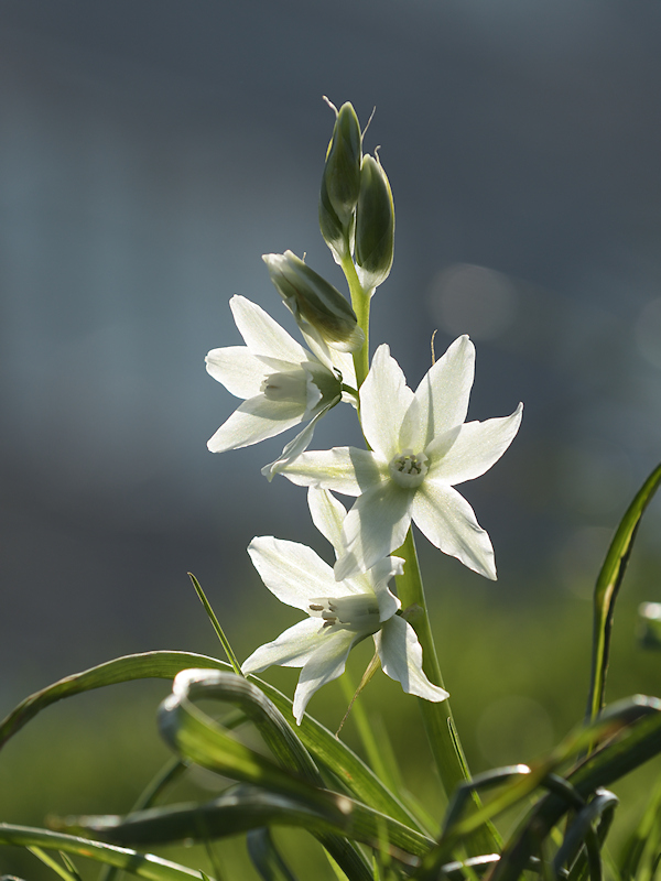 Knikkende vogelmelk, Ornithogalum nutans