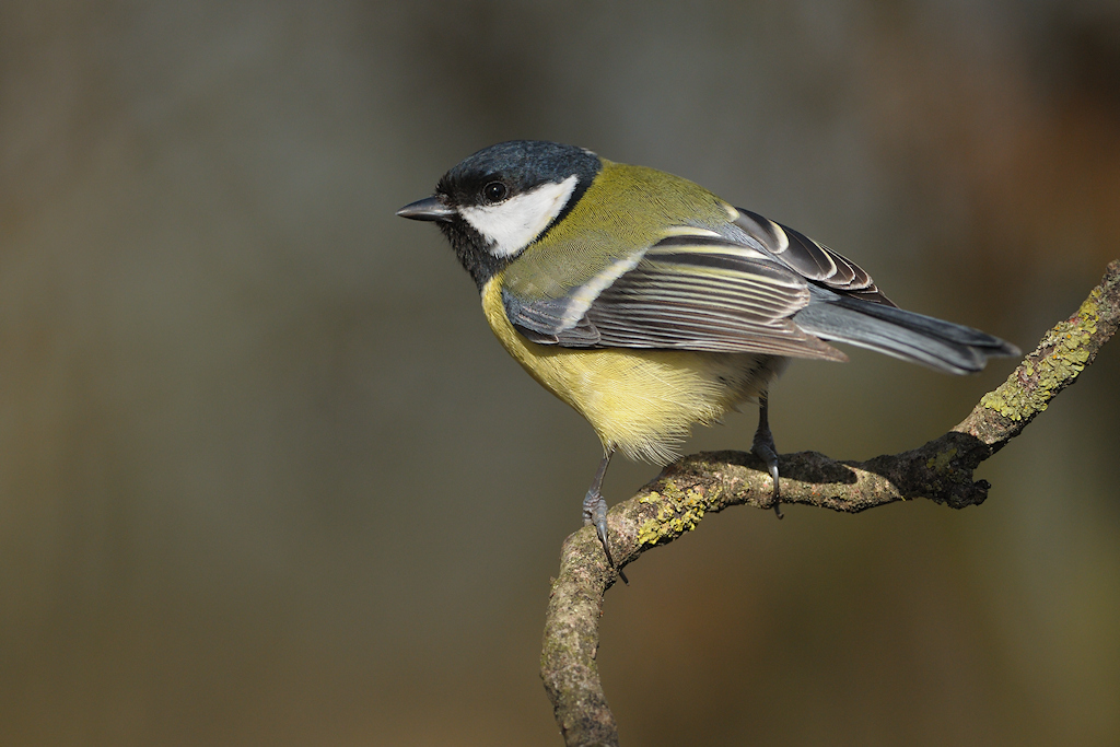 Koolmees, Parus major