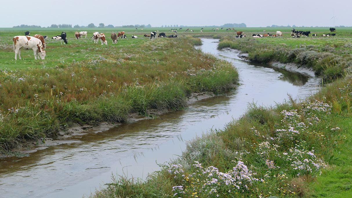 Begrazing van de kwelder met runderen