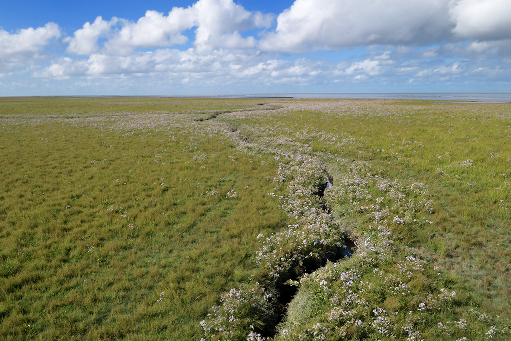 Ontstaan van oeverwallen langs een kreek
