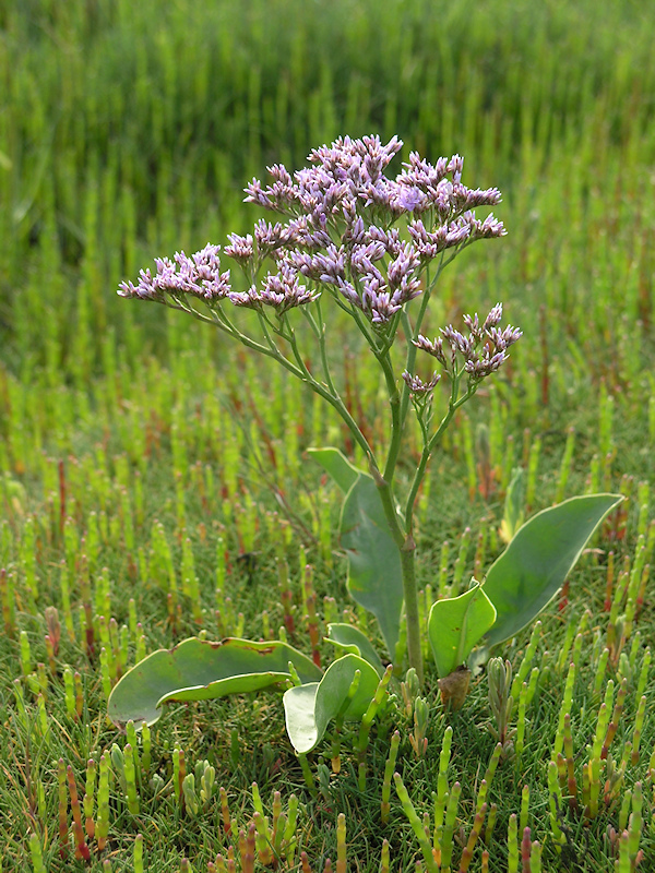 Lamsoor, Limonium vulgare