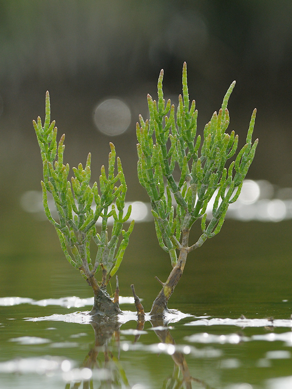 Langarige Zeekraal, Salicornia procumbens subsp. procumbens