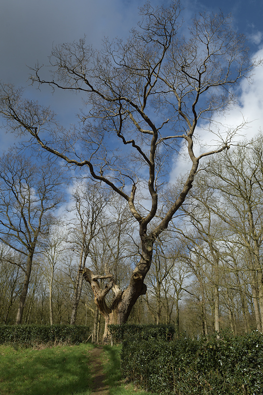 Friese Waterlinie, Bekhofschans