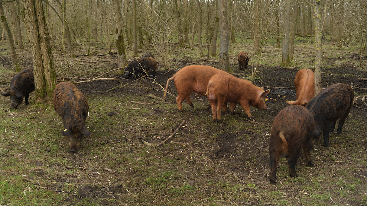 Varkens van de Boschhoeve in een bos bij Tronde