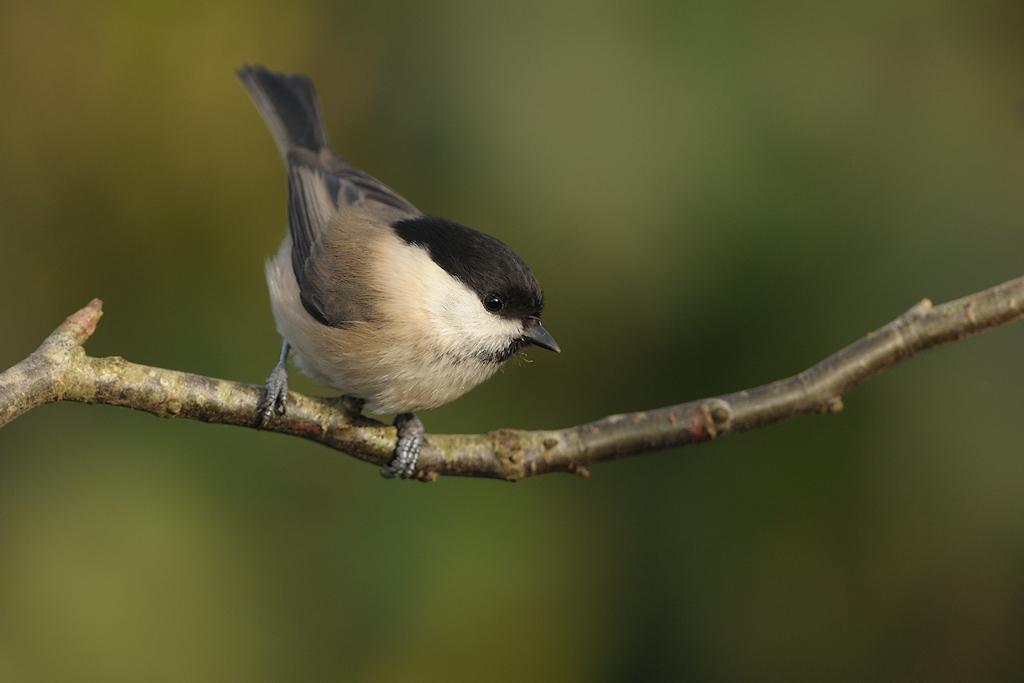 Matkop, Poecile montanus