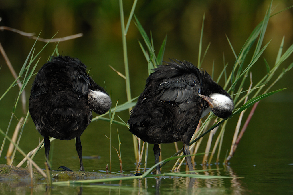 Meerkoet, Fulica atra - juveniel