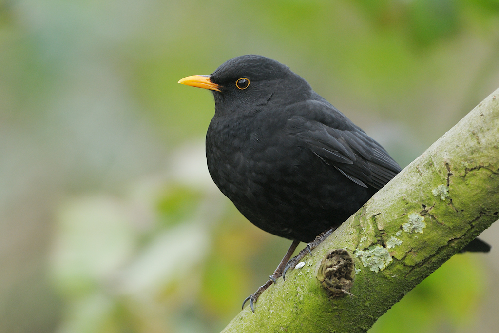 Merel, Turdus merula
