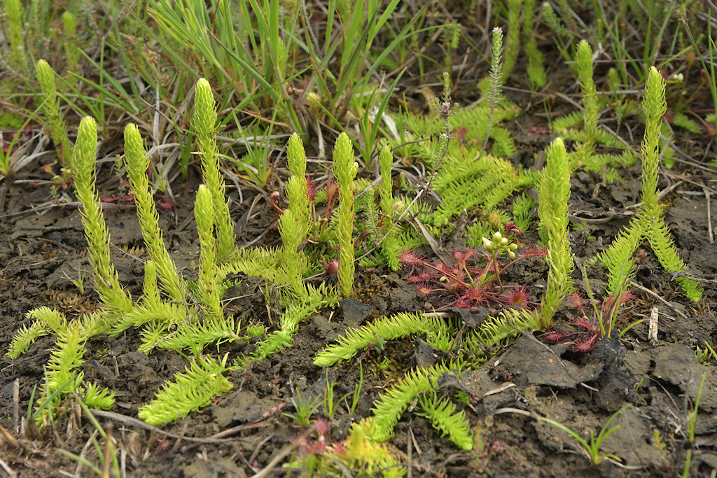 Moeraswolfsklauw, Lycopodiella inundata