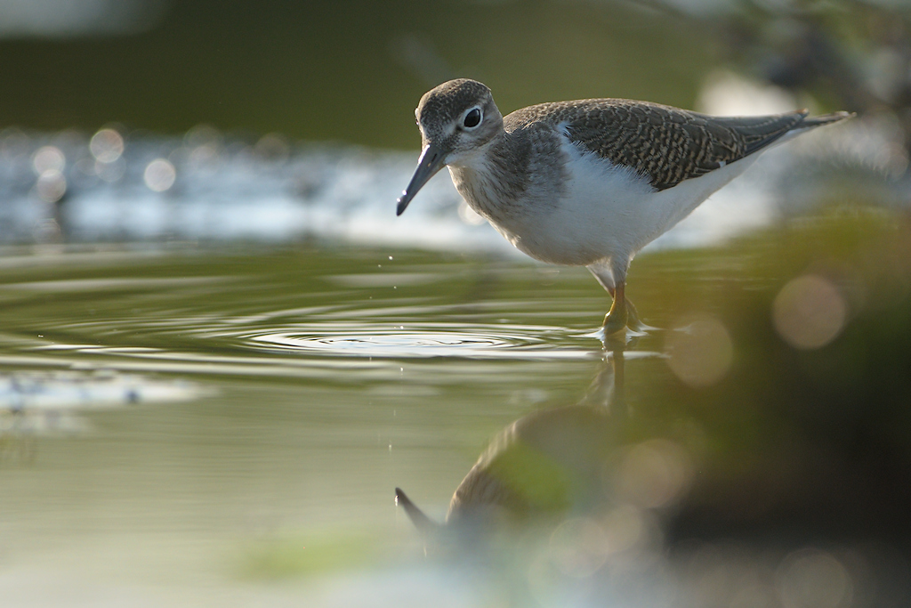 Oeverloper, Actitis hypoleucos